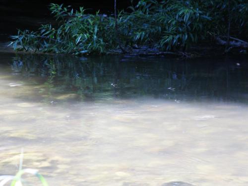 trout-in-south-west-mountain-27
