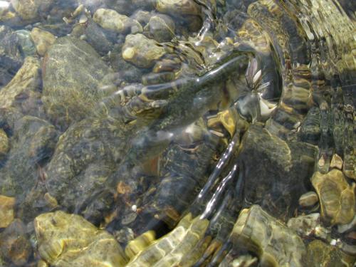 trout-in-south-west-mountain-32