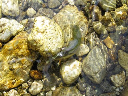 trout-in-south-west-mountain-33