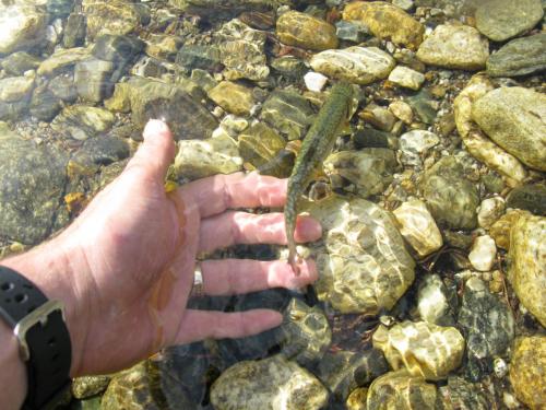 trout-in-south-west-mountain-34