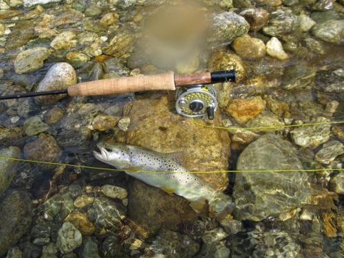 trout-in-south-west-mountain-35