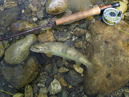 trout-in-south-west-mountain-36