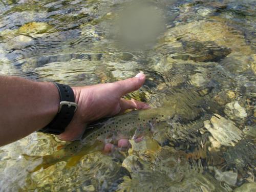 trout-in-south-west-mountain-37