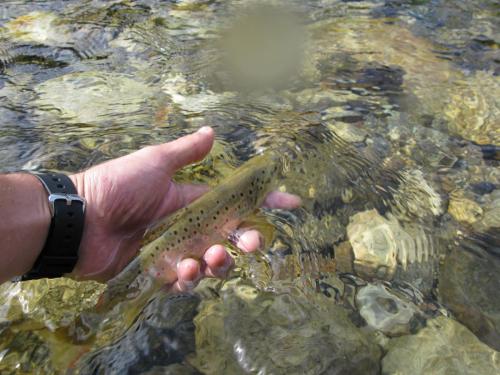 trout-in-south-west-mountain-39