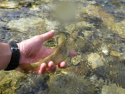 trout-in-south-west-mountain-40