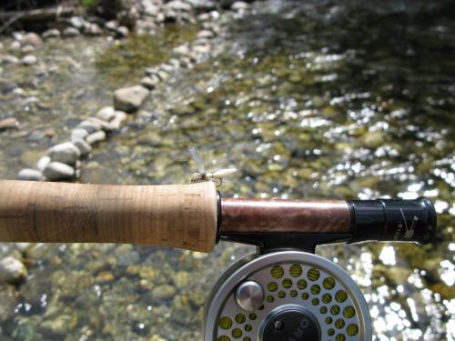 trout-in-south-west-mountain-43