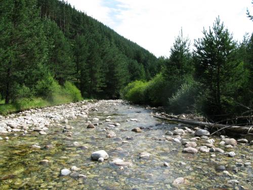 trout-in-south-west-mountain-45