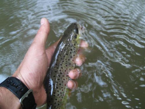 trout-in-south-west-mountain-53