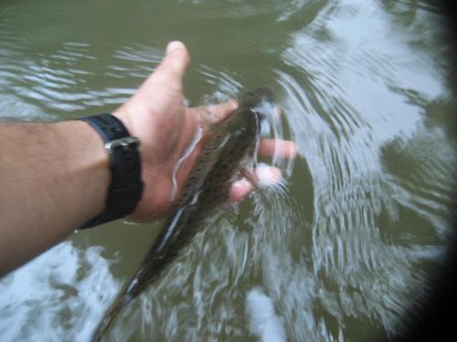 trout-in-south-west-mountain-54