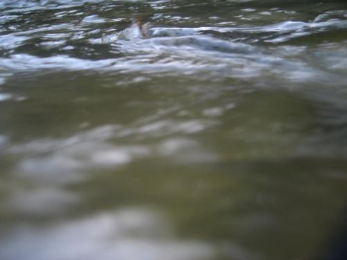 trout-in-south-west-mountain-55