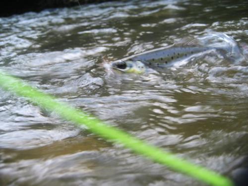 trout-in-south-west-mountain-56