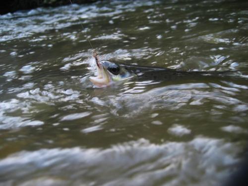 trout-in-south-west-mountain-57
