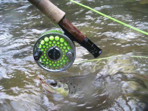 trout-in-south-west-mountain-58
