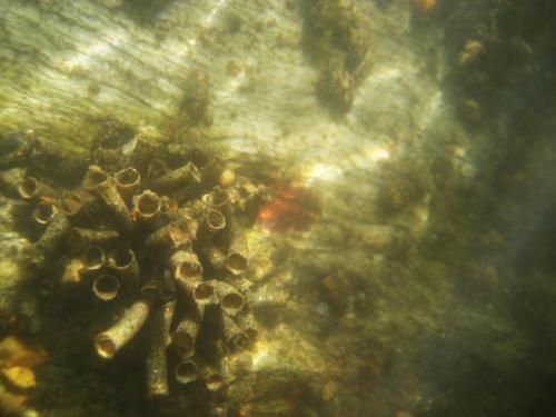 trout-in-south-west-mountain-59