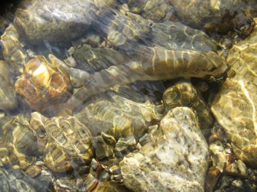trout-in-south-west-mountain-60