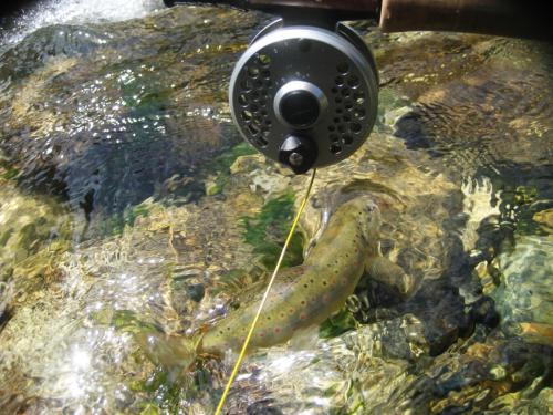 trout-in-south-west-mountain-61