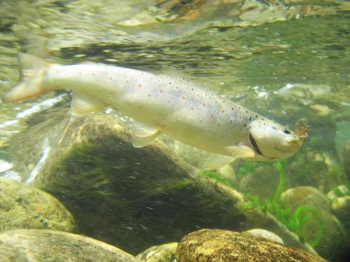 trout-in-south-west-mountain-62