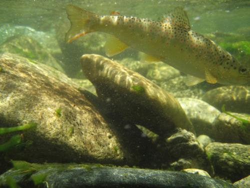 trout-in-south-west-mountain-63