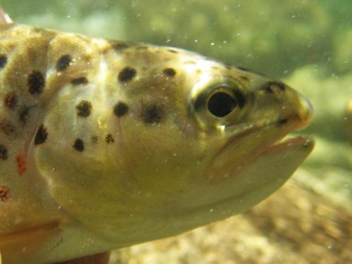 trout-in-south-west-mountain-64