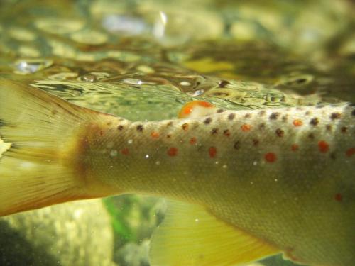 trout-in-south-west-mountain-65