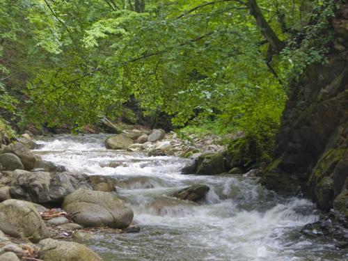 trout-middle-balkan-06