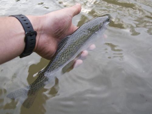 trout-middle-balkan-07