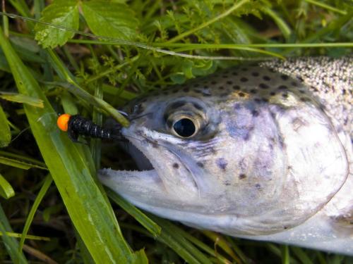 trout-middle-balkan-09