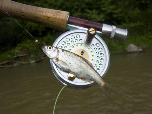 trout-middle-balkan-11