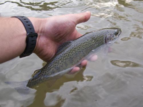 trout-middle-balkan-15