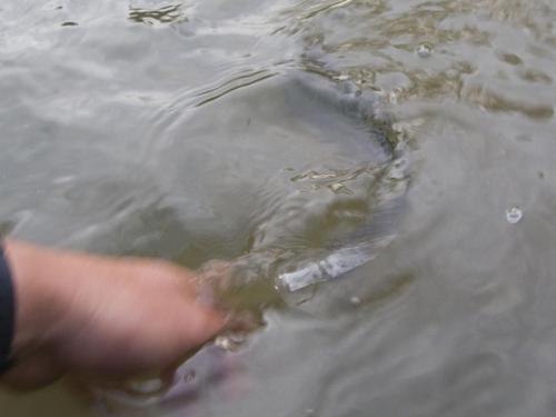 trout-middle-balkan-16