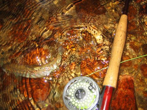 trout-royal-coachman-parachute-04