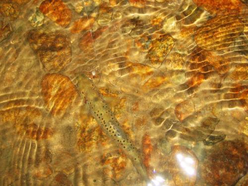 trout-royal-coachman-parachute-06