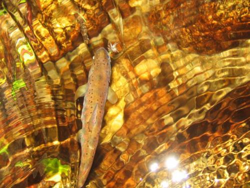 trout-royal-coachman-parachute-09