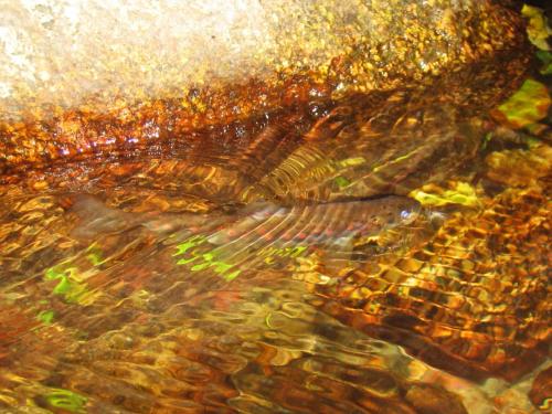 trout-royal-coachman-parachute-10