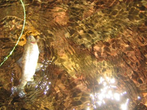 trout-stara-planina-02