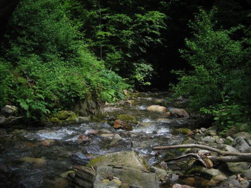 trout-stara-planina-03