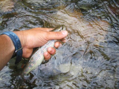 trout-stara-planina-04