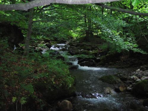 trout-stara-planina-05
