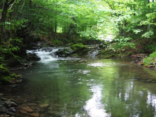trout-stara-planina-07