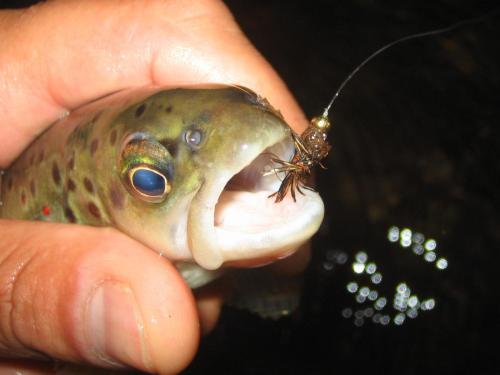 trout-stara-planina-08