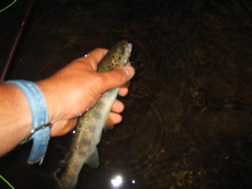 trout-stara-planina-10