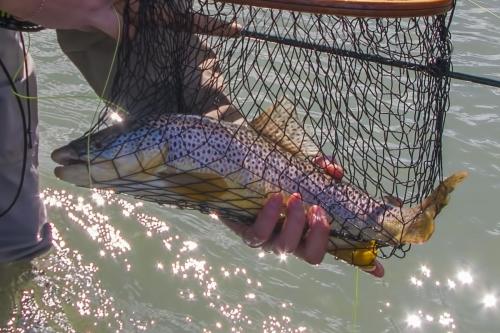 trout-trip-Zlatna-Panega-11