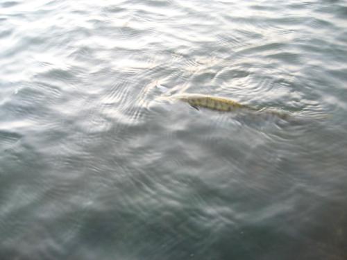 zander-danube-river-02