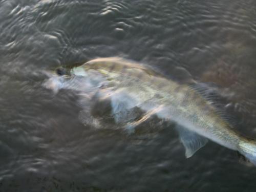 zander-danube-river-03