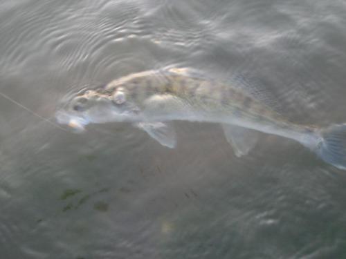 zander-danube-river-05