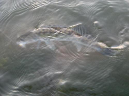 zander-danube-river-06