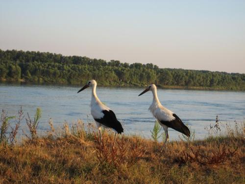 zander-danube-river-09
