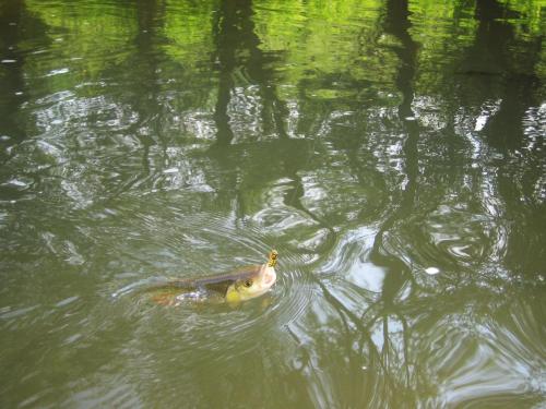 zlatarishka-river-chubs-03 (1)