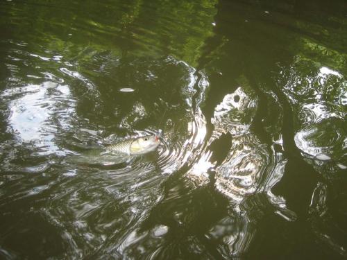 zlatarishka-river-chubs-05