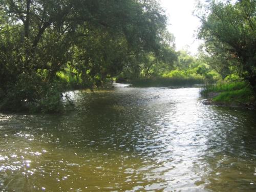 zlatarishka-river-chubs-07 (1)